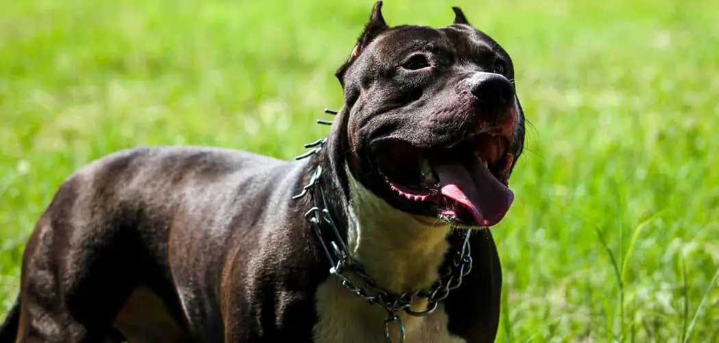 Black Pitbull: An In-Depth Guide - Canines and Pups