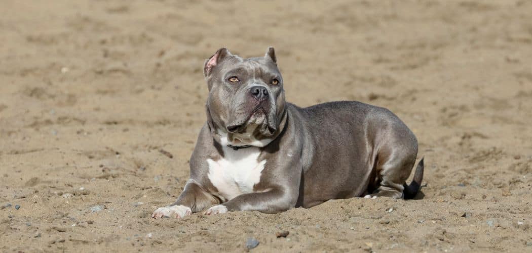 Blue Nose Pitbull: Your Complete Guide - Canines and Pups