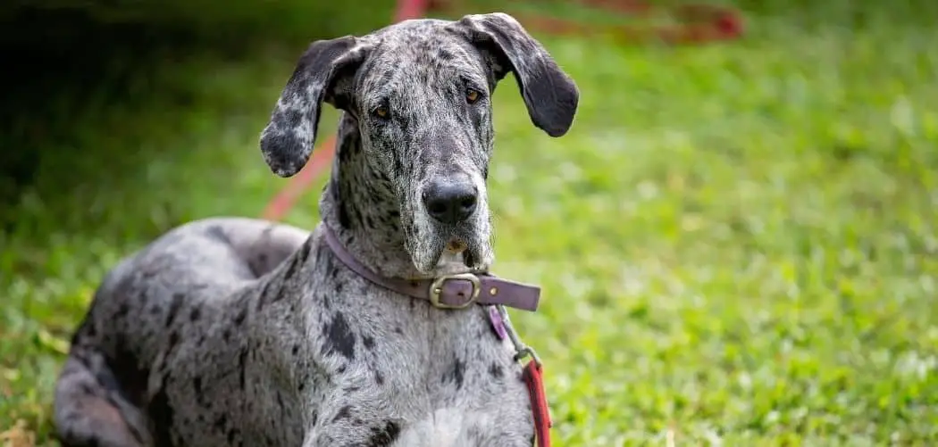Great Dane Colors 7 Official Coat Colors Explained (With Pictures