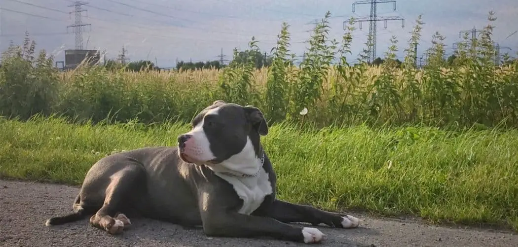 American Bully shaking