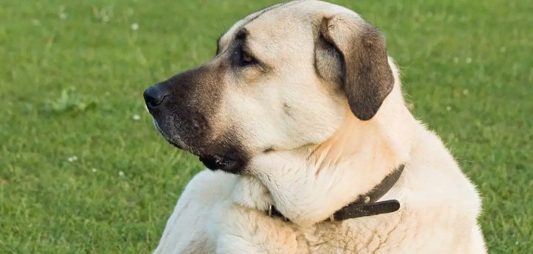 Anatolian Shepherd shaking