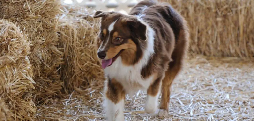 Australian Shepherd shaking