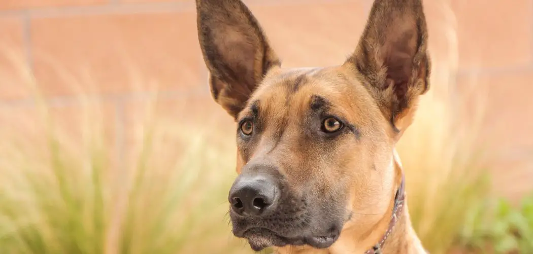 Belgian malinois shaking