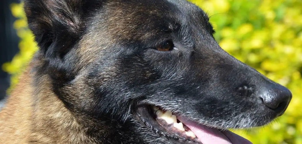 Belgian malinois throwing up