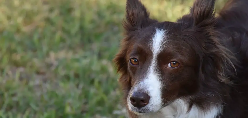 Border Collie shaking