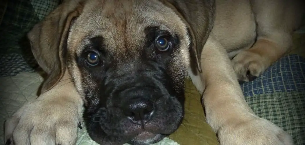 Bullmastiff throwing up