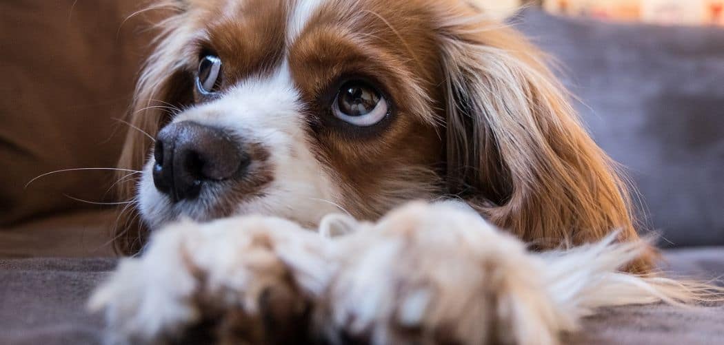 Cavalier throwing up