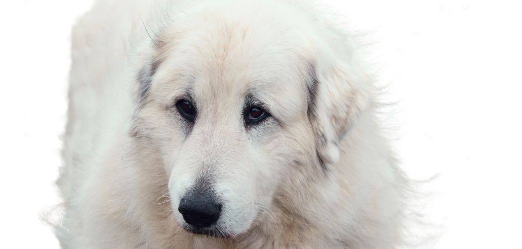 Great Pyrenees shaking