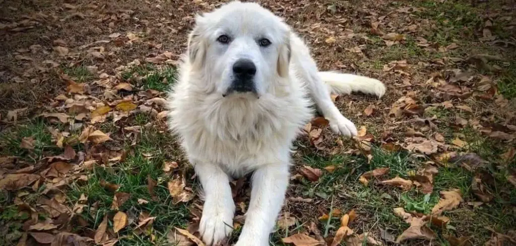 Great Pyrenees throwing