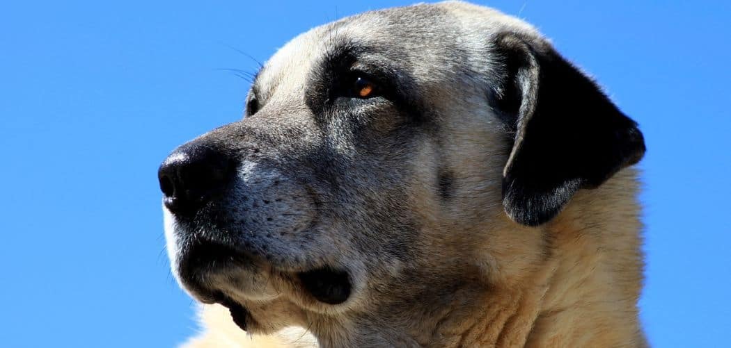 Kangal shaking