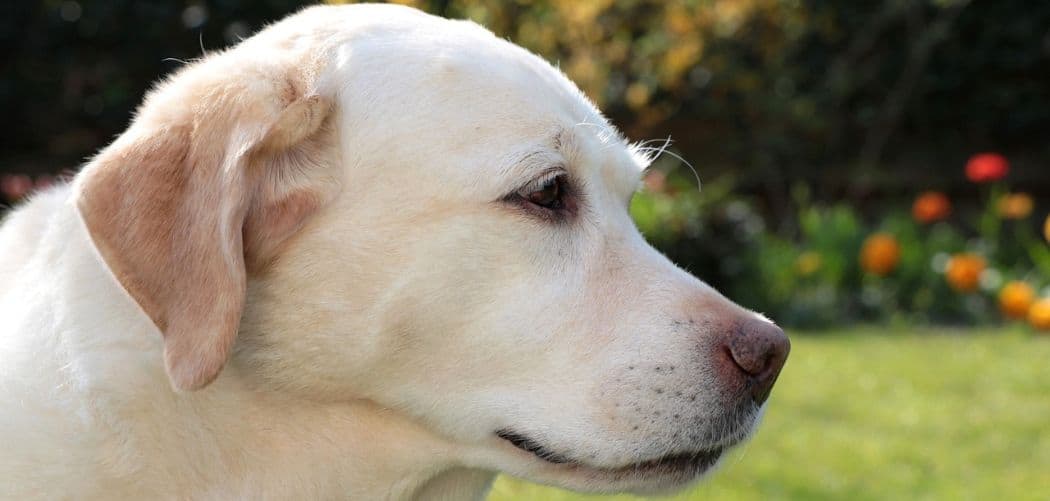 Labrador retriever shaking