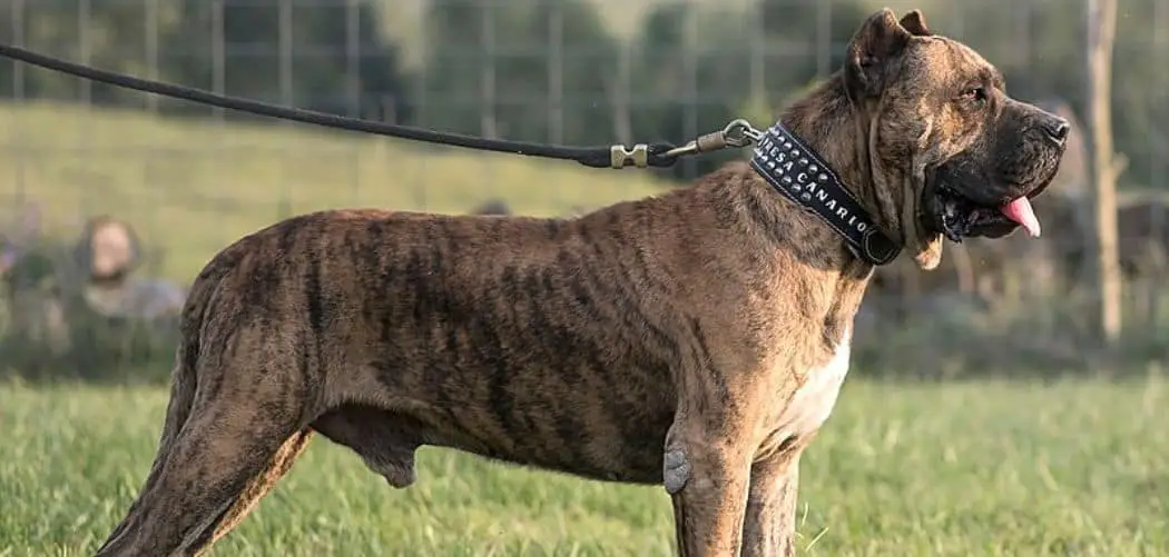 Presa Canario shaking