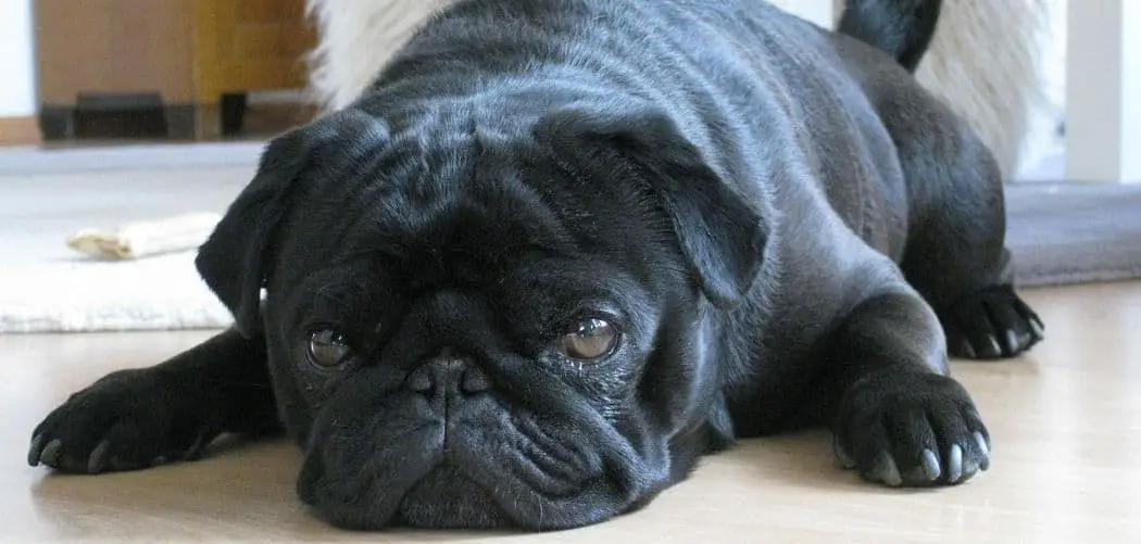 Pug Shaking Find Out Why And How To Help Canines and Pups