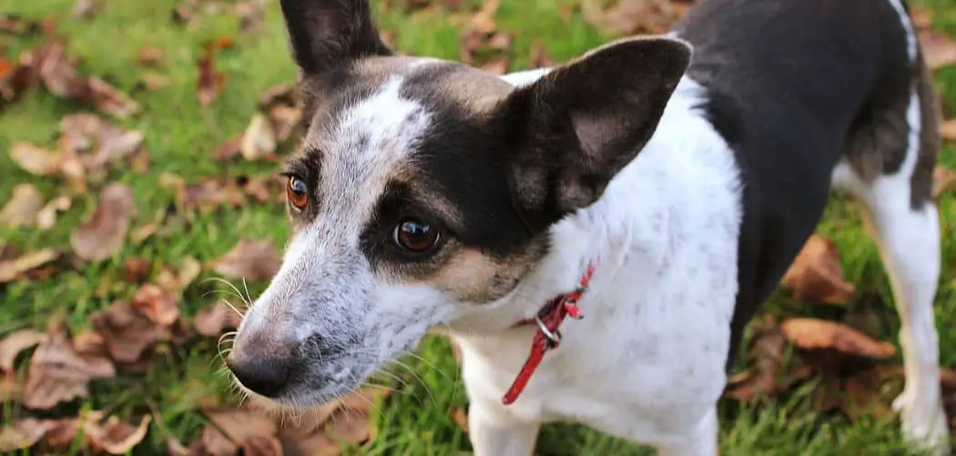 Rat terrier throwing up