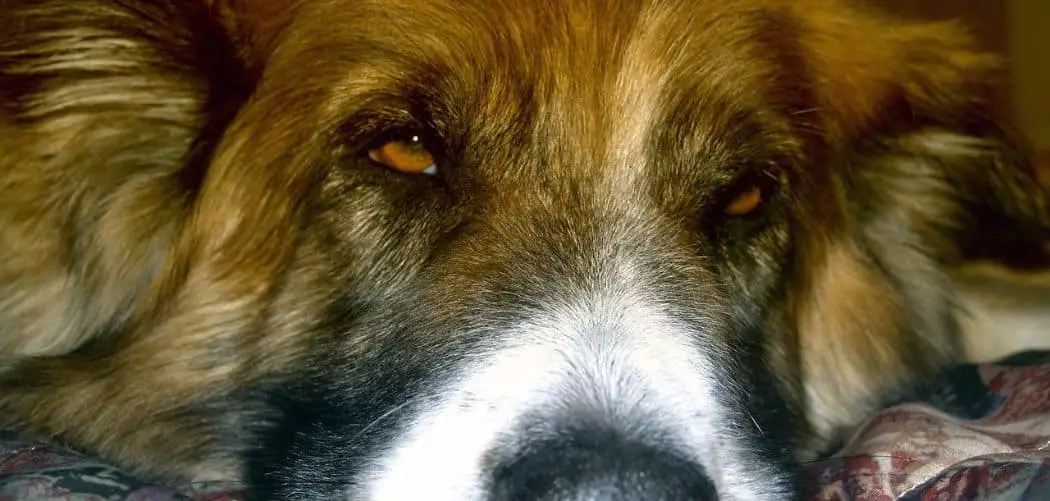 Saint Bernard throwing up