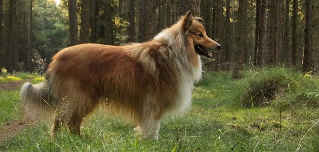 Shetland sheepdog shaking