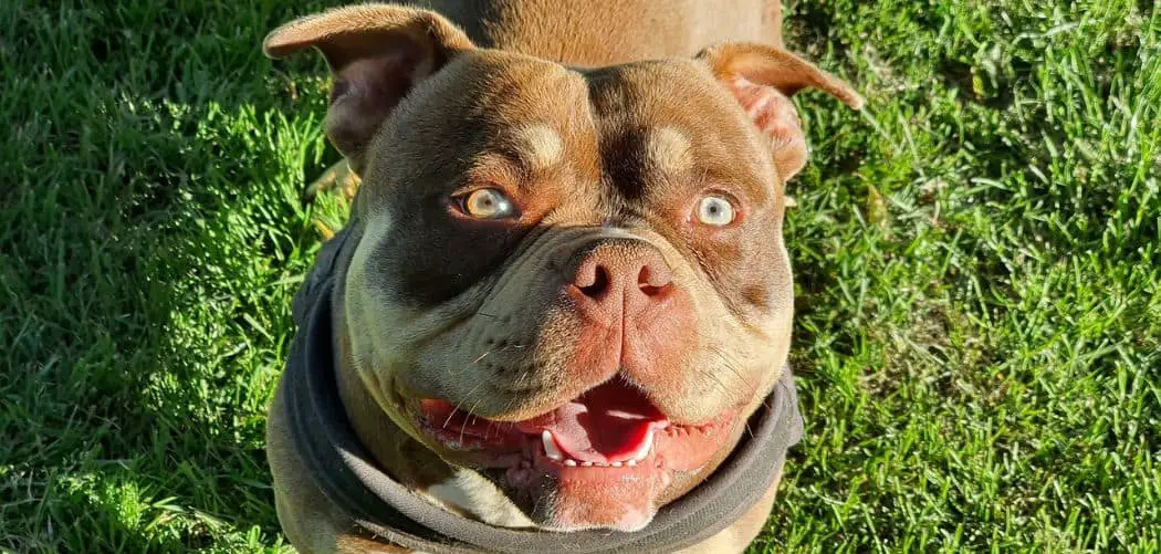 American Bully so clingy