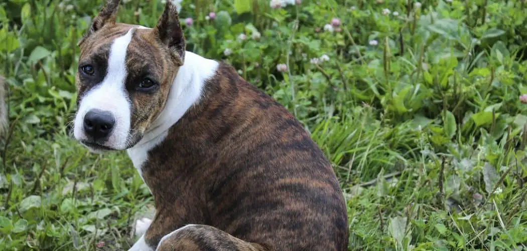 American Staffordshire Terrier throwing up