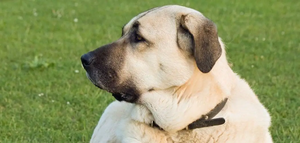 Anatolian Shepherd throwing up