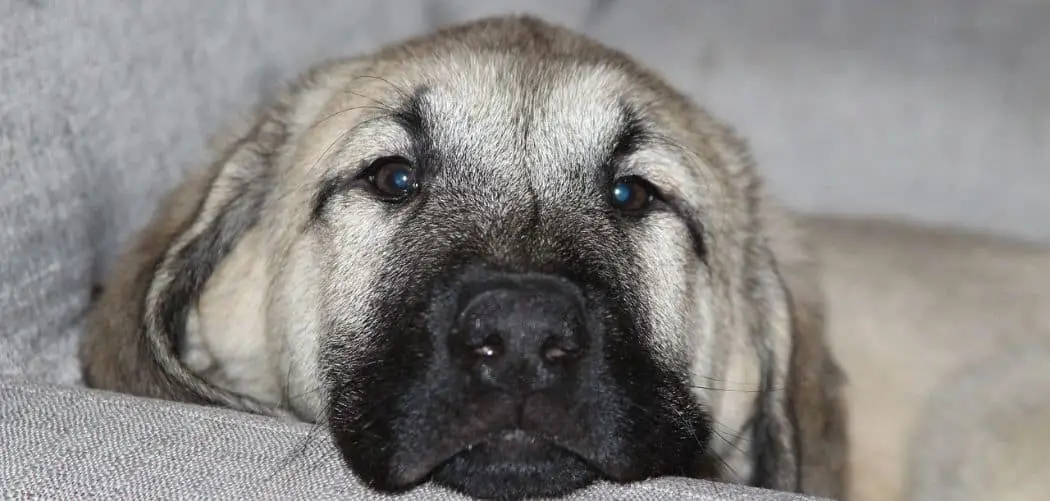 Anatolian Shepherd with diarrhea