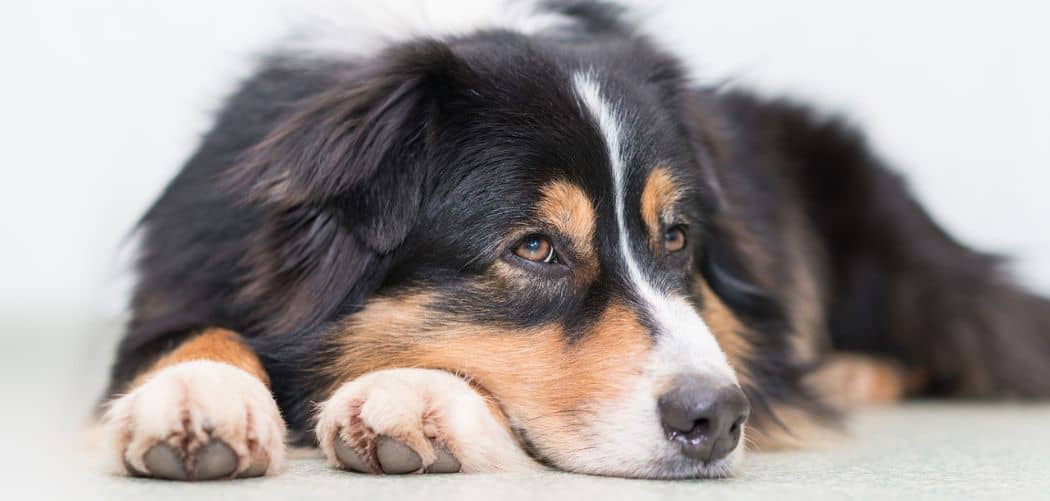 Australian Shepherd throwing up white foam