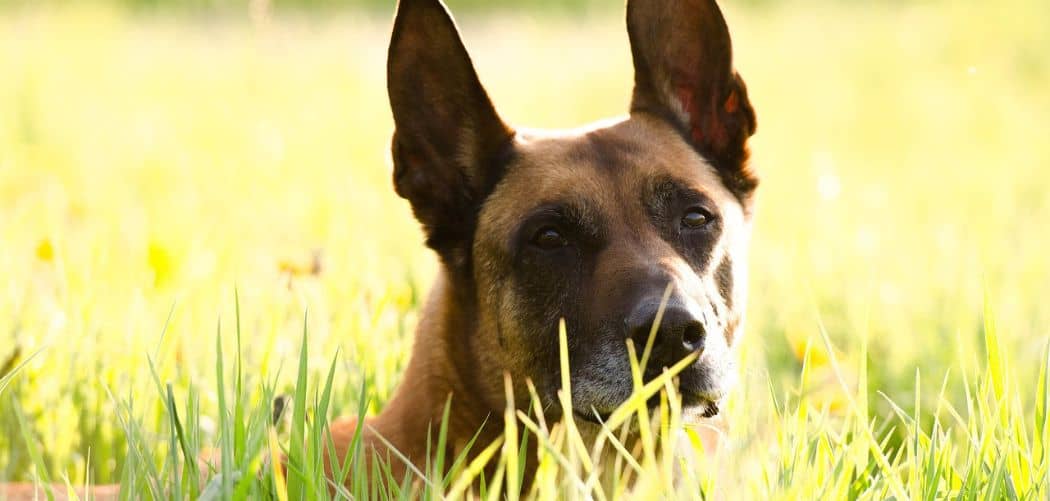 Belgian malinois with diarrhea