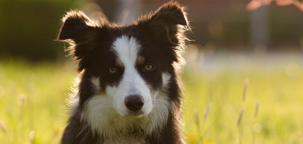 Border Collie Crying