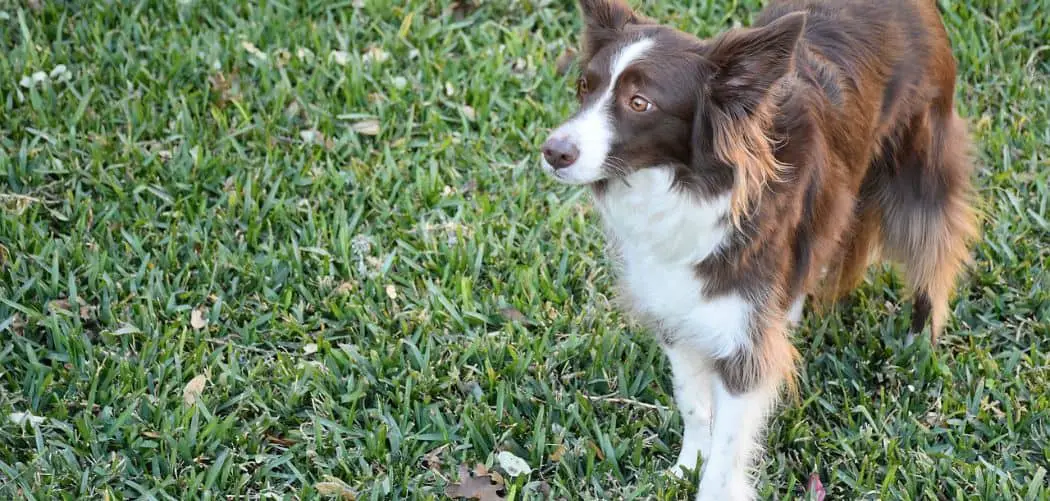 Border Collie Too Skinny