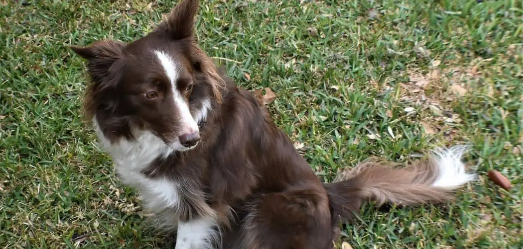 Border Collie With Diarrhea
