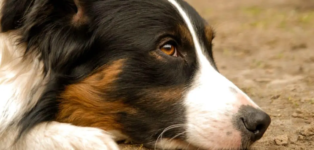 Border Collie throwing up