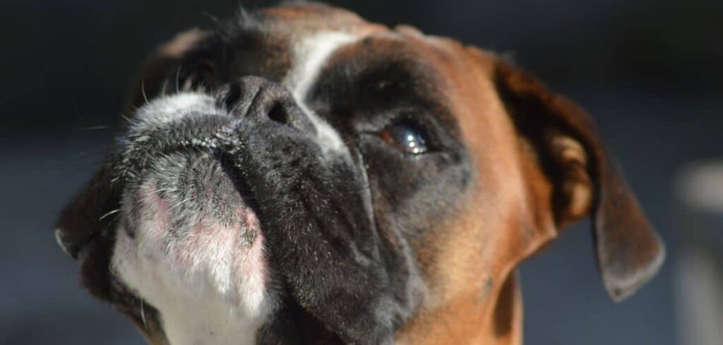Boxer Crying