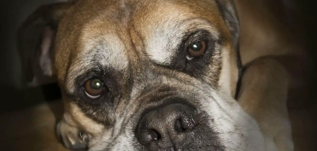 Bullmastiff with diarrhea