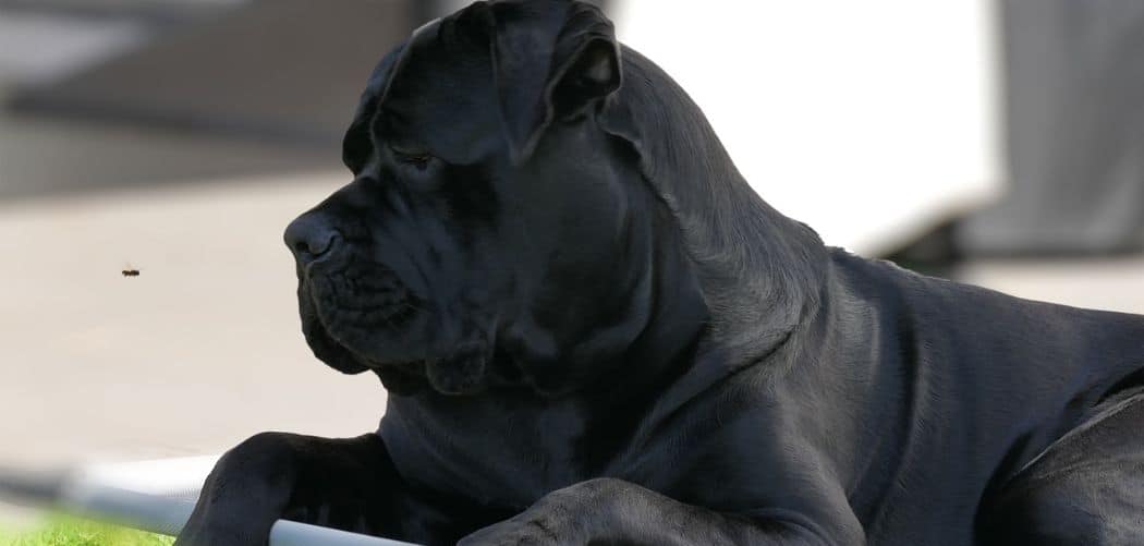 Cane corso so clingy