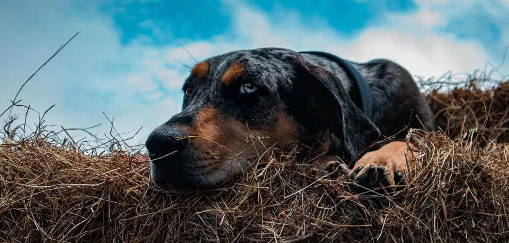 Catahoula with diarrhea