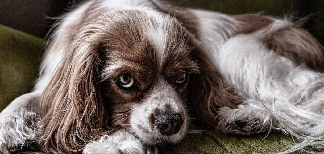 Cavalier with diarrhea