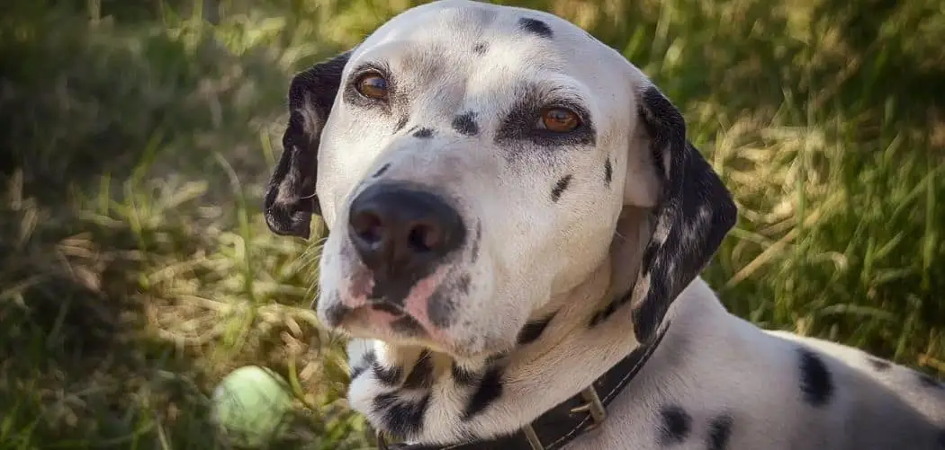 Dalmatian With Diarrhea: When It’s Serious & What To Do - Canines and Pups