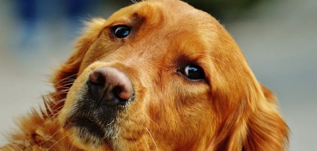 Irish setter so clingy