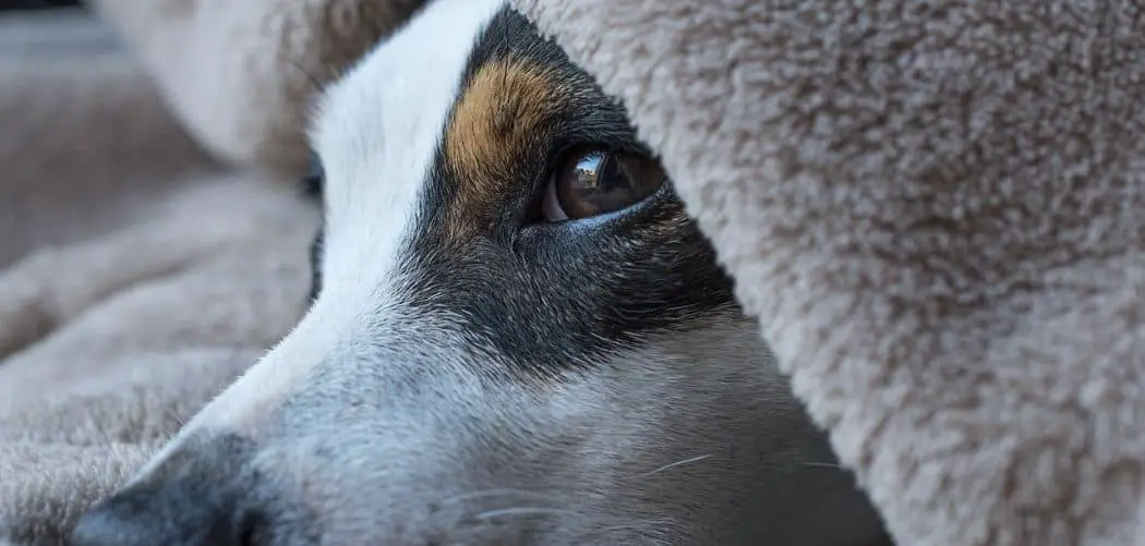 Jack Russell throwing up