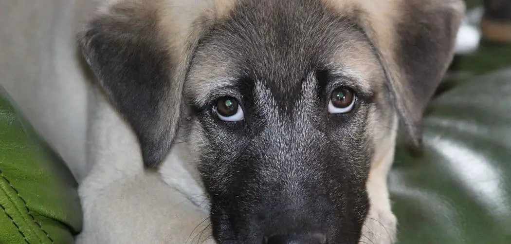 Kangal with diarrhea