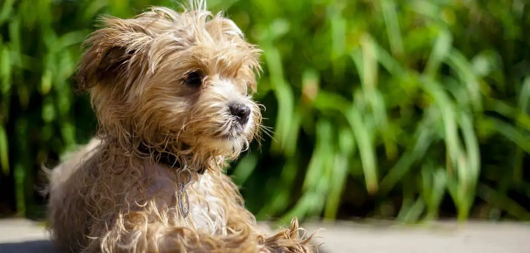 Maltipoo throwing up