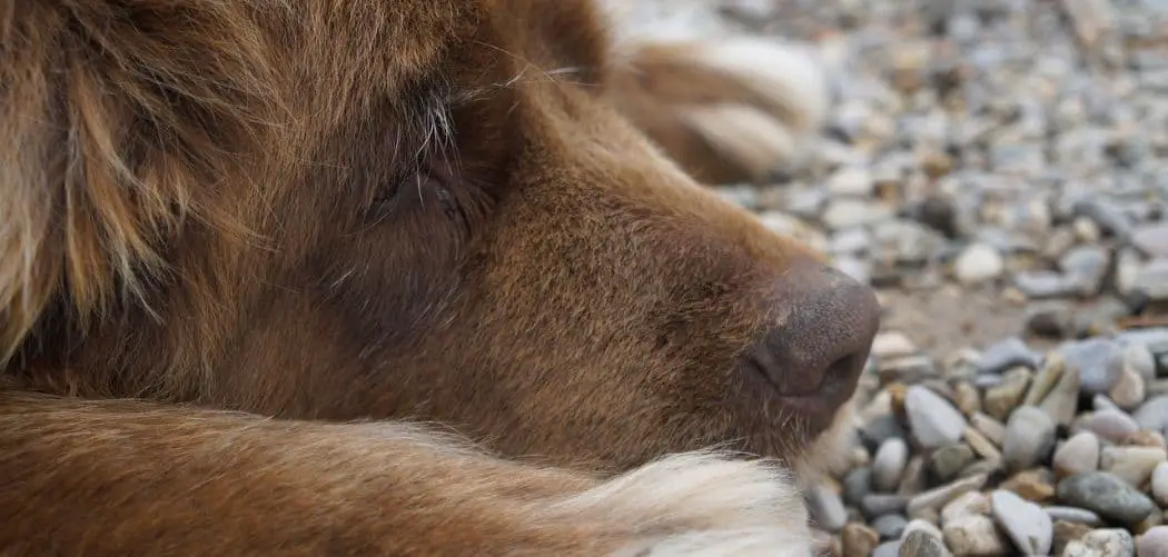 Newfoundland with diarrhea