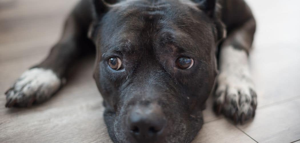 Pitbull Throwing Up Causes + What To Do Canines and Pups