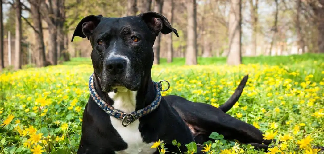 Pitbull with diarrhea