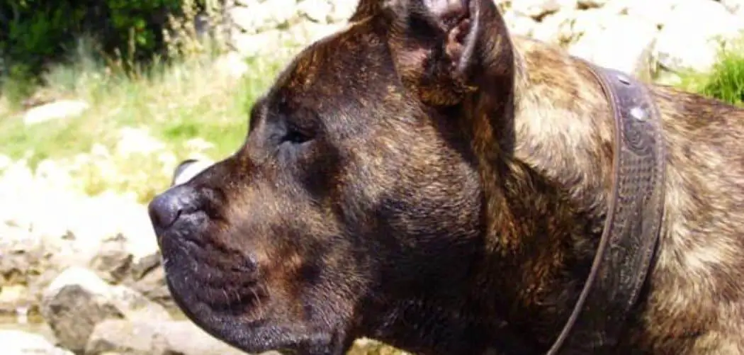 Presa Canario throwing up