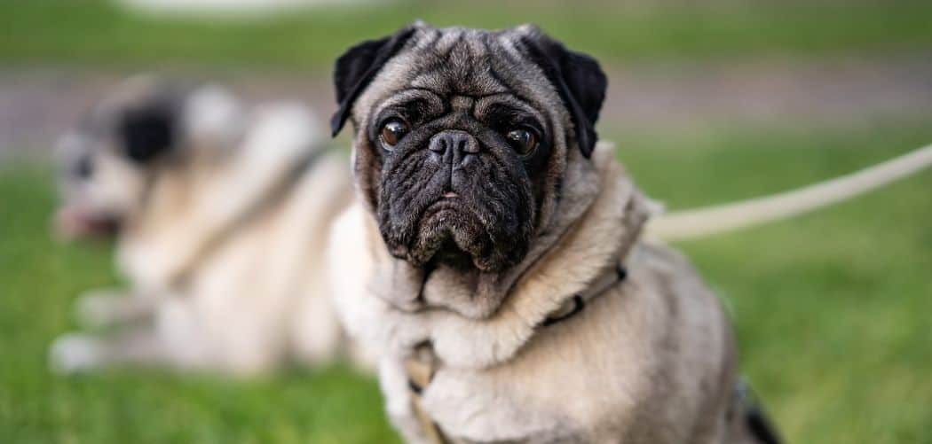 Pug with diarrhea