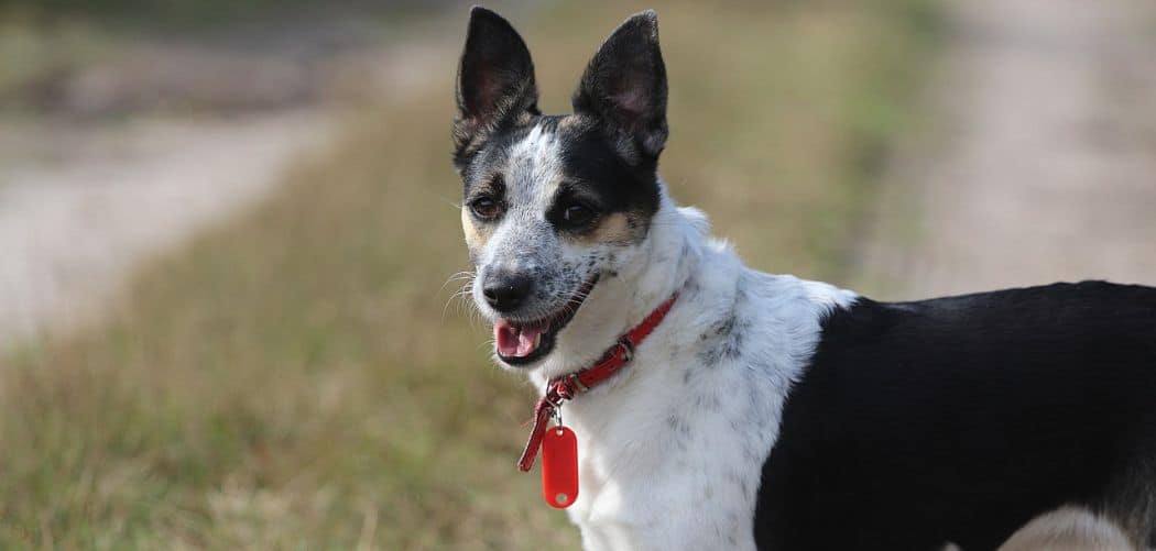 Are Rat Terrier Aggressive