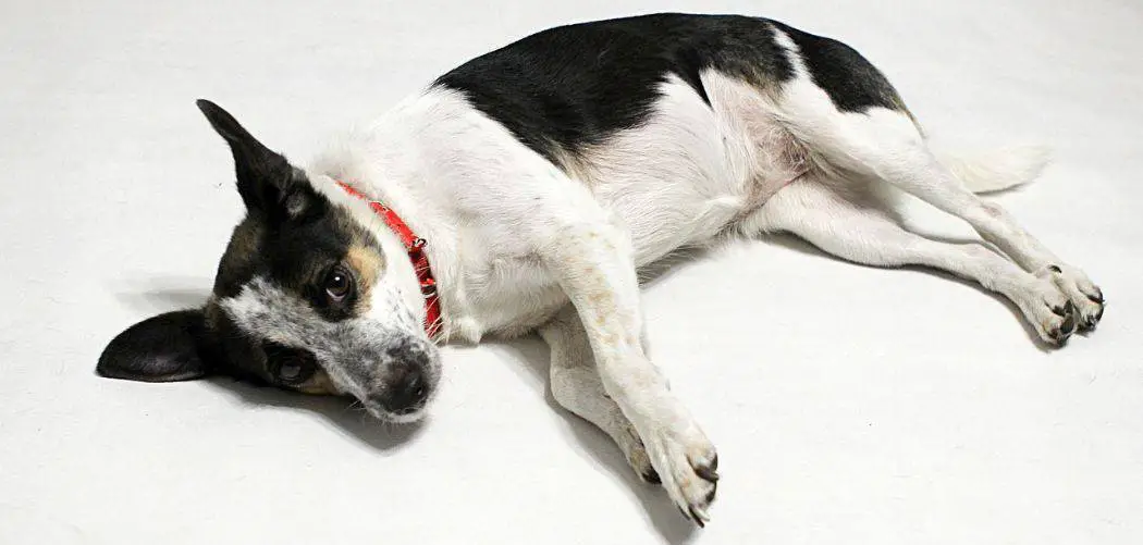 Rat terrier with diarrhea