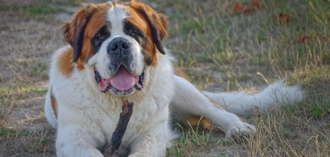 Saint Bernard so clingy