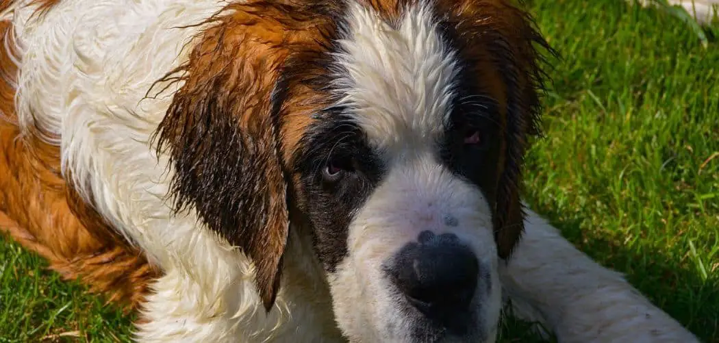 Saint Bernard with diarrhea