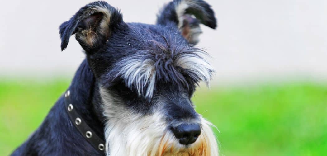 Schnauzer throwing up